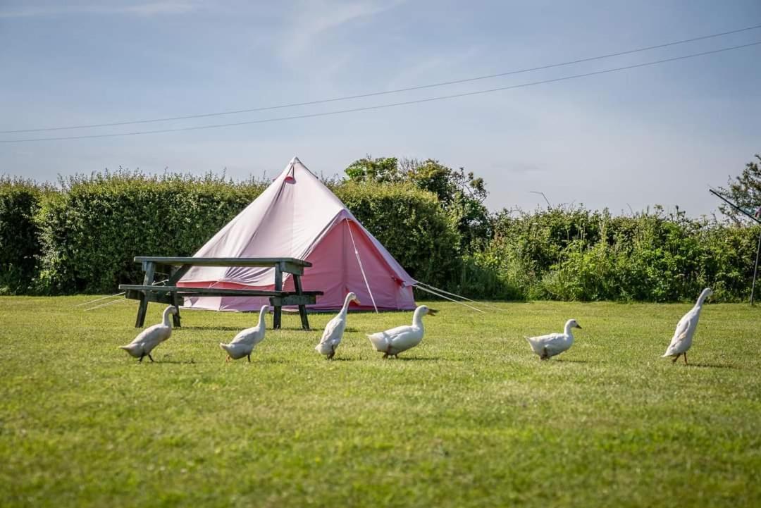 The Paddock Wildcamp Luxury tent *